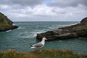 Cornish coast (28512825001)
