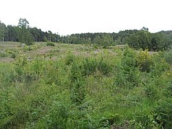 Felled and replanted area, Devilla Forest - geograph.org.uk - 1358282