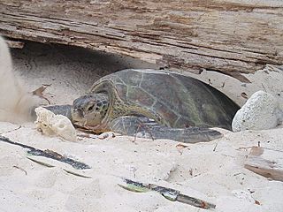 Female Green Sea Turtle