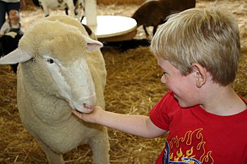 Kid feeding sheep