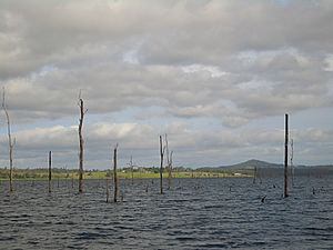 Lake-Tinaroo-drowned-forest-1648