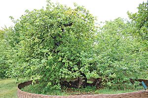 Newtons Apfelbaum
