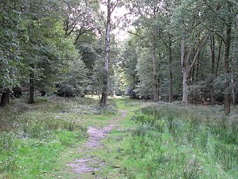 Path in Lower Forest - geograph.org.uk - 2596241