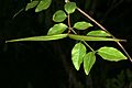 Secamone parvifolia 1DS-II 3-3506