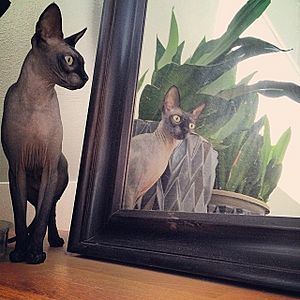 Sphynx cat looking in mirror