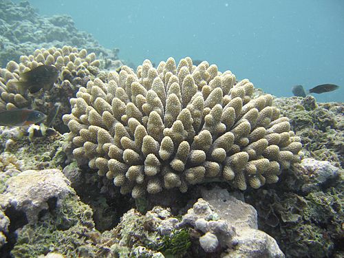 Acropora coral ffs