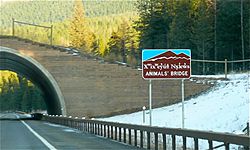 Animals bridge flathead reservation