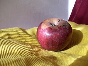 Annurca apple.JPG