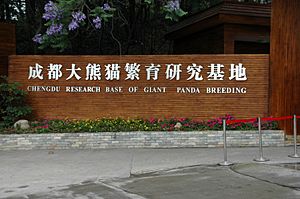 Chengdu panda breeding