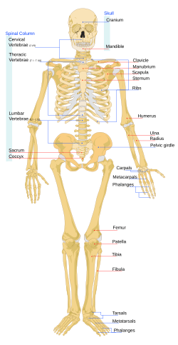 Human skeleton front en