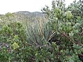 Mixed scrub, yucca, and cacti in Hualapai Mountain Foothills