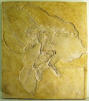 Naturkundemuseum Berlin - Archaeopteryx - Eichstätt