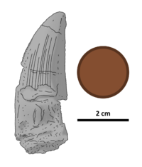 Ostafrikasaurus holotype tooth by PaleoGeek.png