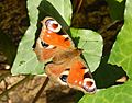 Peacock Butterfly in Gunnersbury Triangle