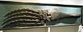 Pliosaurus brachydeirus flipper (cast), Wrexham Museum (3).