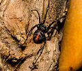 Redback Spider Latrodectus hasselti 