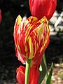 Tulip with variegated colors