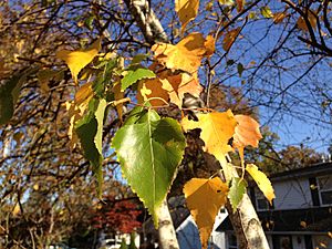 2014-10-30 09 58 18 Birch foliage during autumn along Terrace Boulevard in Ewing, New Jersey