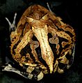 Ceratophrys cornuta - frog - 4