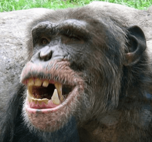 Close up - chimpanzee teeth