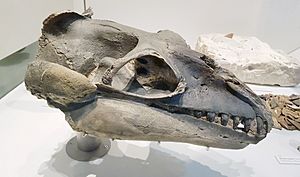 Janjucetus hunderi skull.jpg