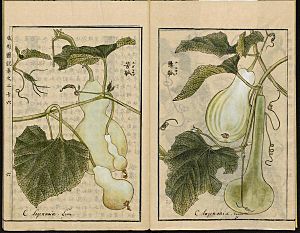 Leiden University Library - Seikei Zusetsu vol. 26, page 006 - 苦瓠, 懸瓠 - Lagenaria siceraria (Molina) Standl., 1804