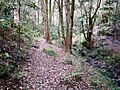 Lilli Pilli Rainforest - Swaines Creek