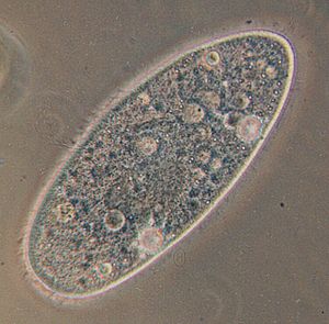 "Paramecium aurelia"