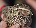 Quail in hands, Canberra ACT.jpg