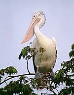 Spotbilled pelican