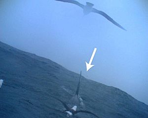 Albatrosses associating with killer whales