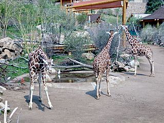 Ch mtn zoo giraffes 2003