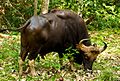 Indian Bison (Gaur) 1 by N. A. Naseer