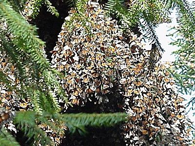 Monarchs overwintering Angangueo site in Mexico