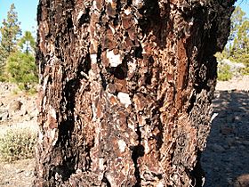 Pinus canariensis PICT3077