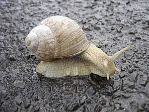 Helix pomatia, a species of land snail
