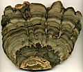 Stromatolite Fossil from Wyoming