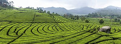 Tea plantation in Ciwidey, Bandung 2014-08-21