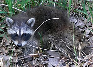 Common Raccoon (Procyon lotor) in Northwest Indiana