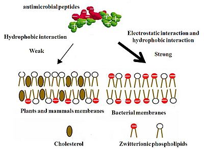 Mechanim of Selectivity of Antimicrobial Peptides