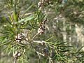Melaleuca alternifolia fruits