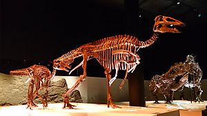 Paleo Hall at HMNS Edmontosaurus