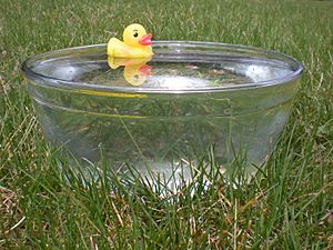 Rubber duck in glass bowl