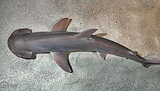 Sphyrna tiburo SI2