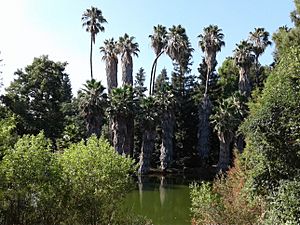 Baldwin Lake - Los Angeles County Arboretum and Botanic Garden