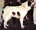 Bosnian and Herzegovinian - Croatian Shepherd Dog aka Tornjak