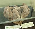 Crâno de Rincossauro - Museu Eça - Santa Maria