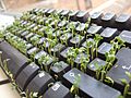 Cress keyboard-3 sprouting other side