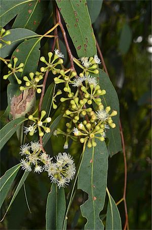 Eucalyptus racemosa buds