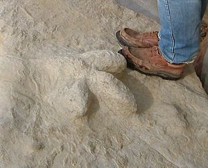 Fossilised dinosaur footprint fairlght cliffs 2007